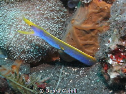 Blue Ribbon Eel Bali Indonisia by Debra Cahill 